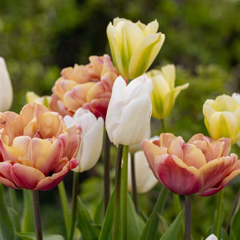 Tulipanblanding 'Antique Lemon'
